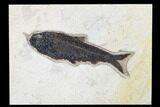 Fossil Fish (Knightia) - Wyoming #179222-1